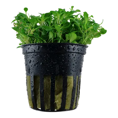 Tropica Glossostigma elatinoides