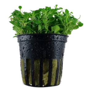 Tropica Glossostigma elatinoides