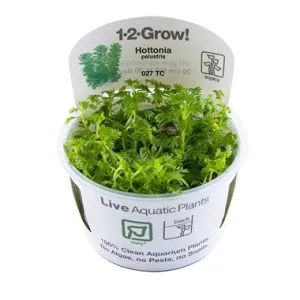 Tropica Hottonia palustris 1-2- Grow