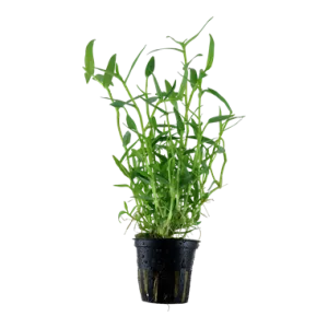 Tropica Murdannia keisak