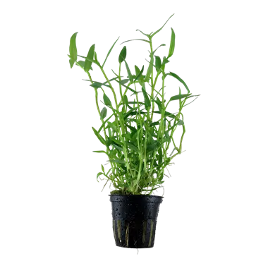Tropica Murdannia keisak