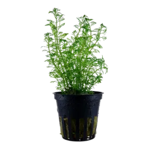 Tropica Myriophyllum mattogrossense