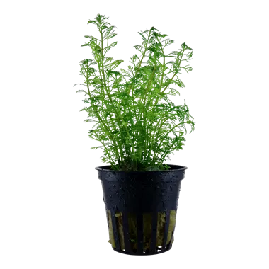 Tropica Myriophyllum mattogrossense