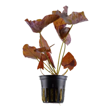 Tropica Nymphaea lotus
