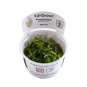 Tropica Proserpinaca palustris 1-2-Grow