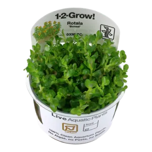 Tropica Rotala indica 'Bonsai' 1-2-Grow