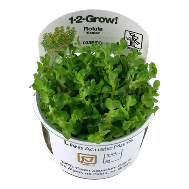 Tropica Rotala indica 'Bonsai' 1-2-Grow